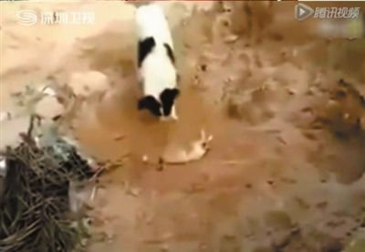 ‘三亿体育手机版’成熟市场中的酒店设计先行(图4) 三亿体育官网