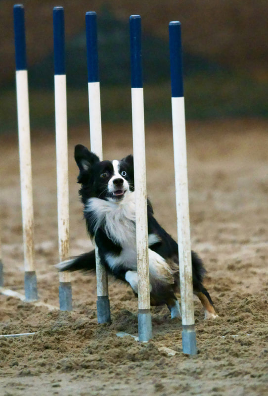 和平精英征服日本!10天下载量突破300万!【三亿体育官网】