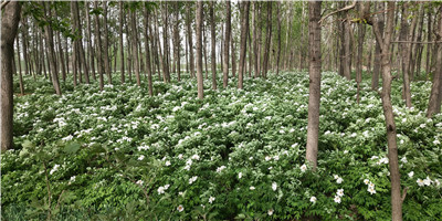 花样年试水酒店信托 楼市下半场比拼金融?_三亿体育官网(图2) 三亿体育手机版