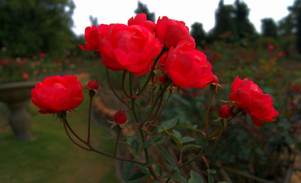 三亿体育官网-牛肉炒海鲜菇的做法(图4) 三亿体育