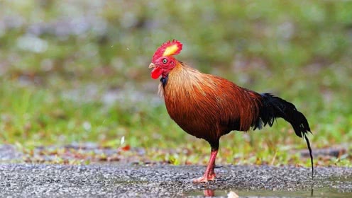 【三亿体育】LGD势不可挡杀入三强,决赛来虎牙直播见证偶数年荣耀(图2) 三亿体育官网