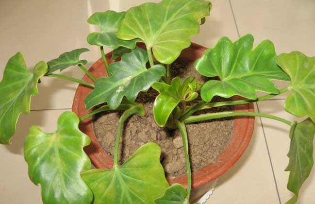 华住酒店集团山东完成百店布局 反驳囚徒困境之说:三亿体育官网